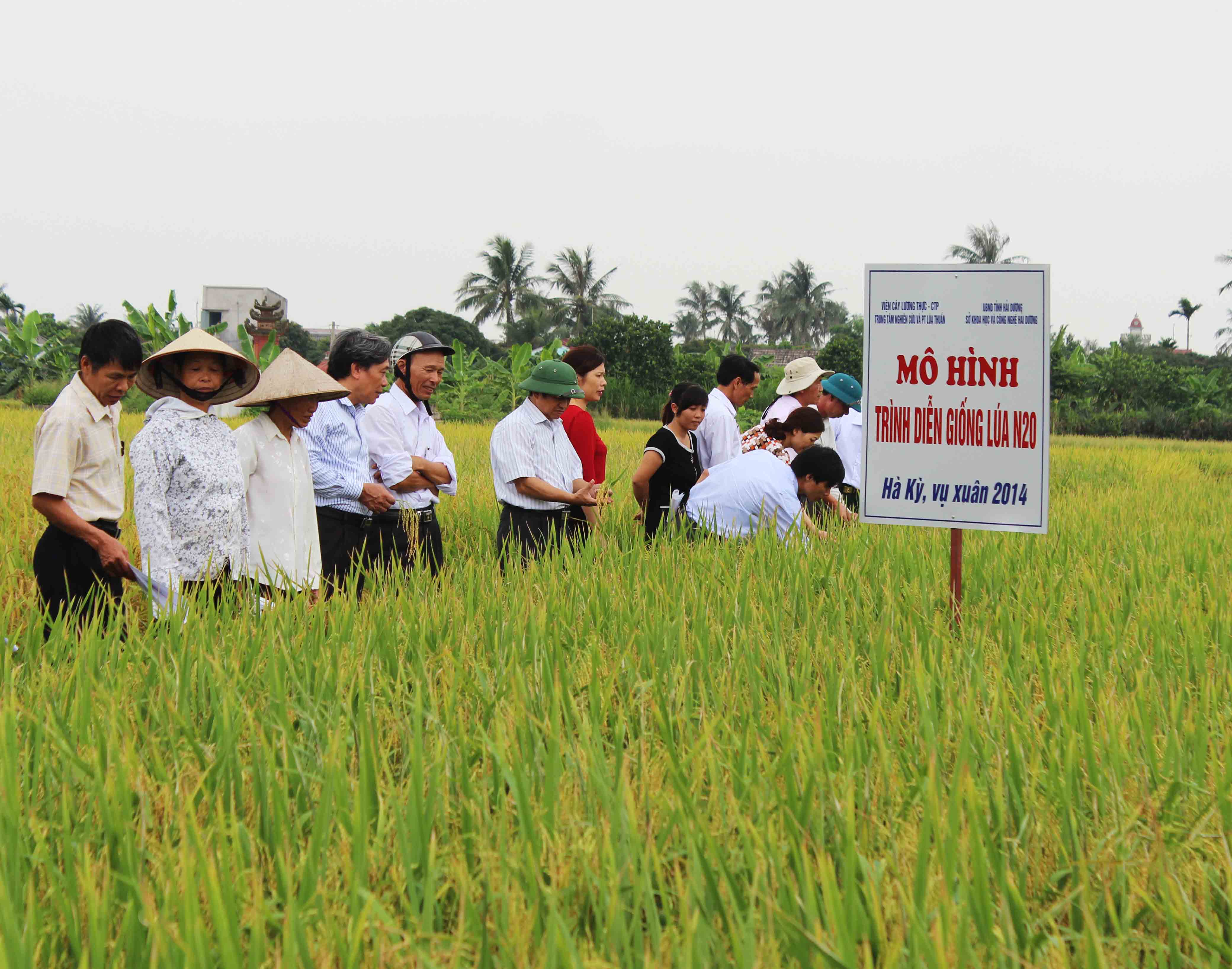 “Giống lúa N20 có thể thay thế được các giống lúa Khang dân 18 và Q5”